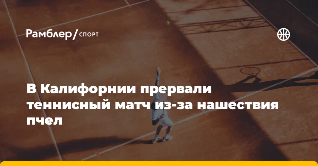 В Калифорнии прервали теннисный матч из-за нашествия пчел В Калифорнии прервали теннисный матч из-за нашествия пчел